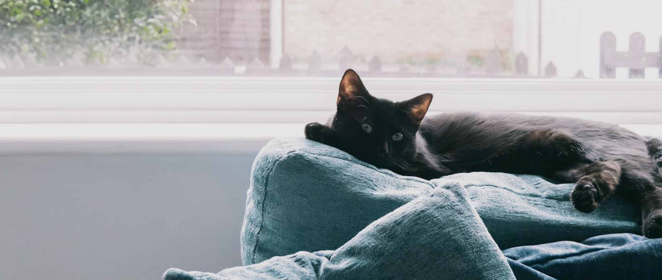 Probamos la funda con café, vino y mi gato