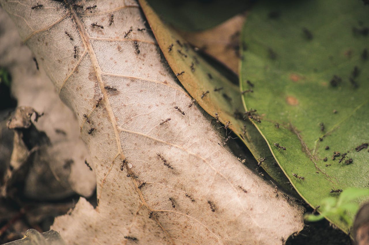 Eliminar plagas y hormigas en tu jardín y hogar: Soluciones Naturales para Mantener los Insectos a Raya