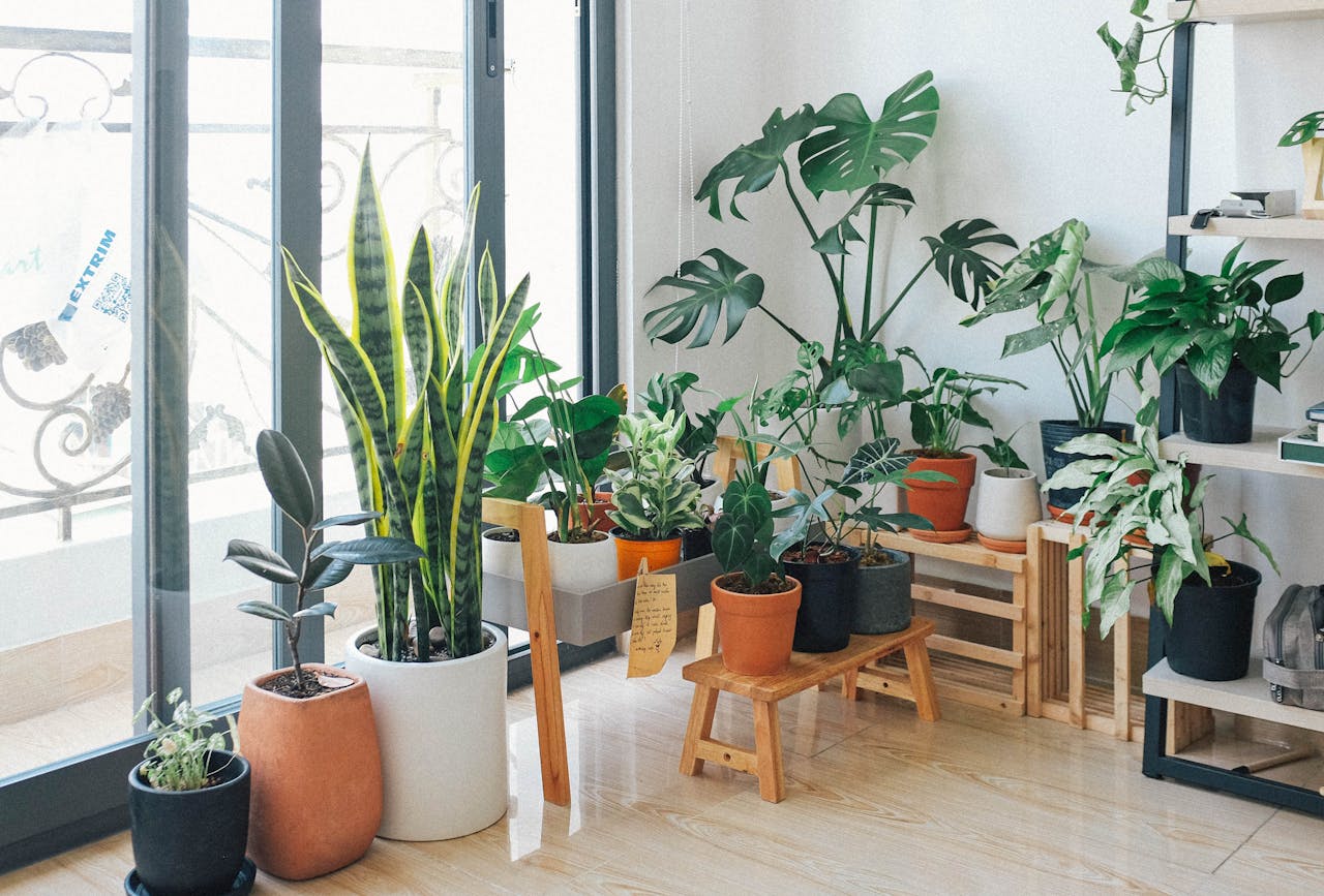 Integrando la Naturaleza: Guía Definitiva para Decorar tu Hogar con Plantas