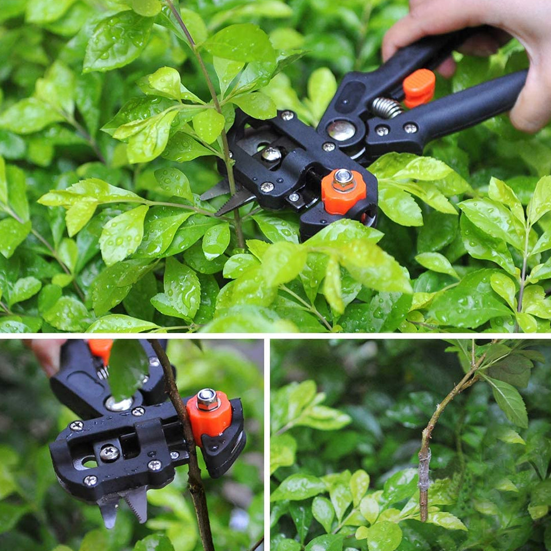 Injerto de plantas ¿Qué es y para que se usa?