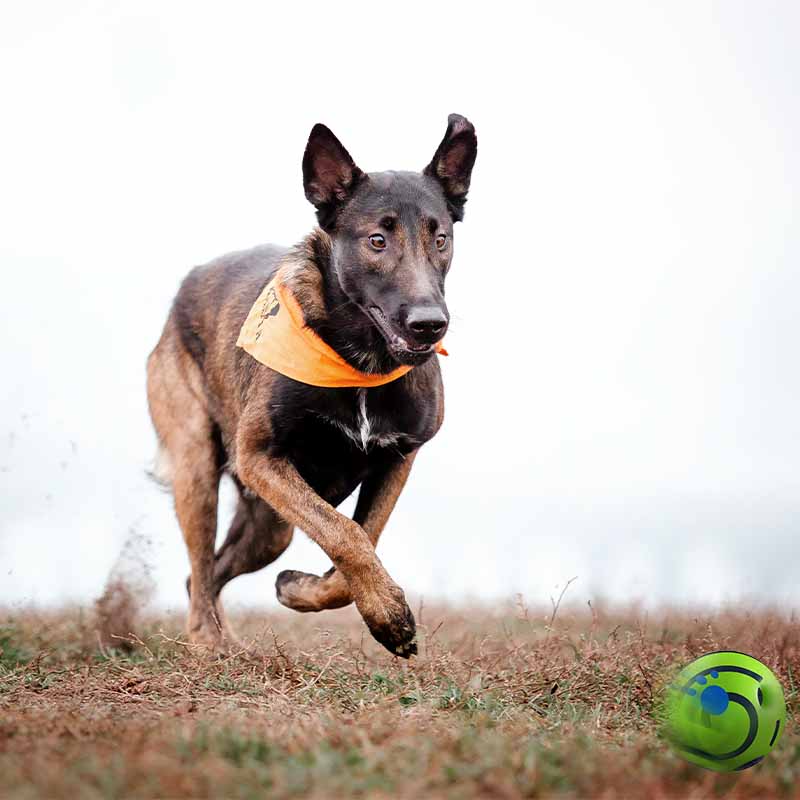 Pelota Interactiva para Mascotas con Sonido